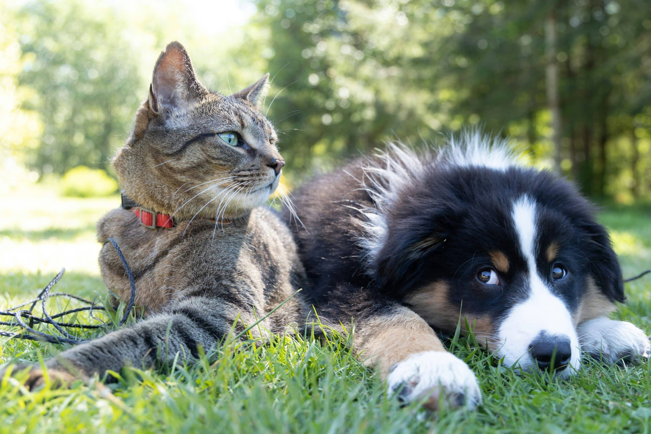 Tavira hosts animal first-aid course|Tavira hosts animal first-aid course