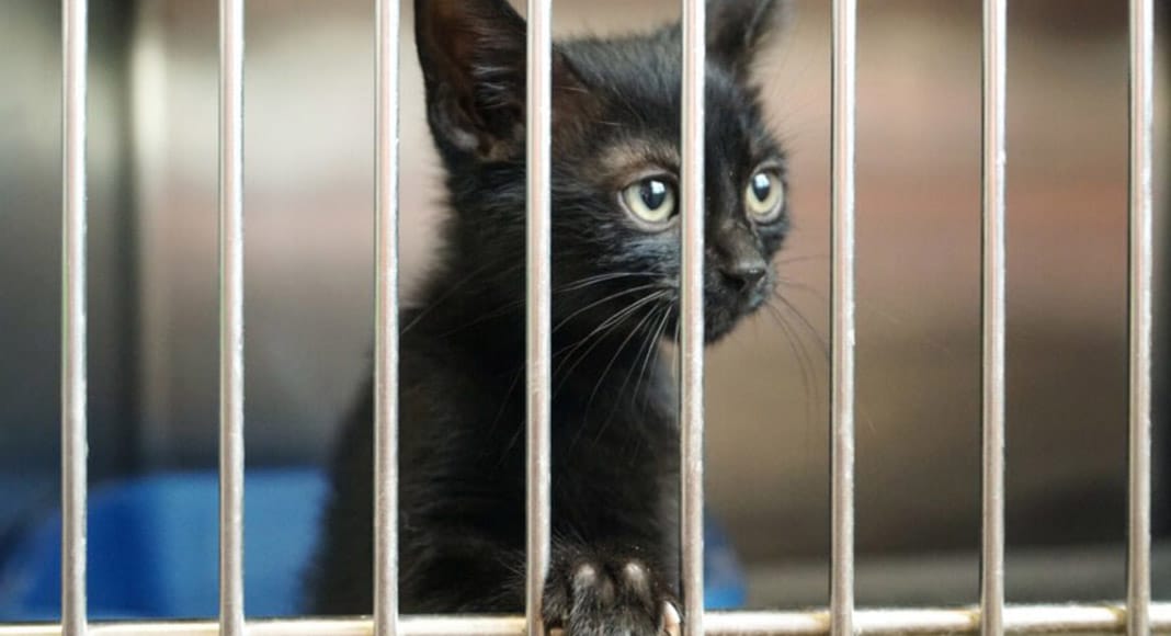 Municipal kennel needed as animal association told to vacate shelter