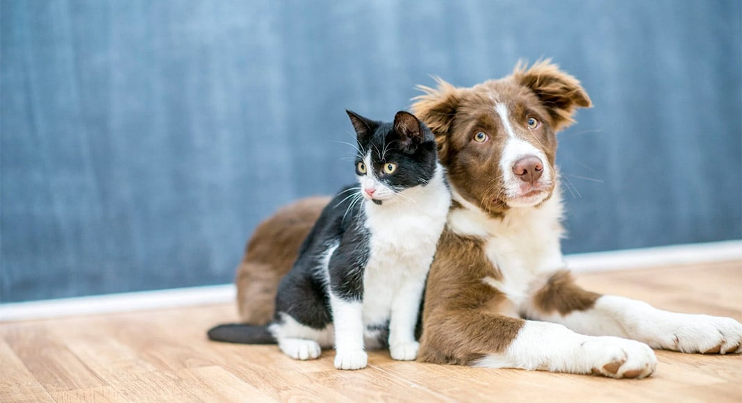 Loulé pet hotel offers 50% discount to health professionals