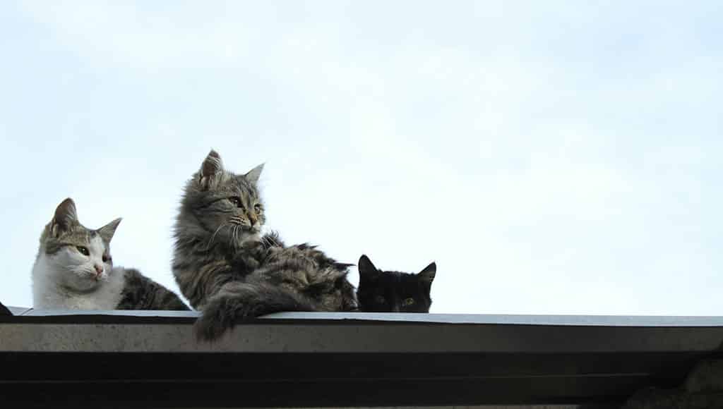 cats on a roof|Do Eves and Jenny