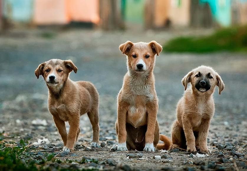 street dogs