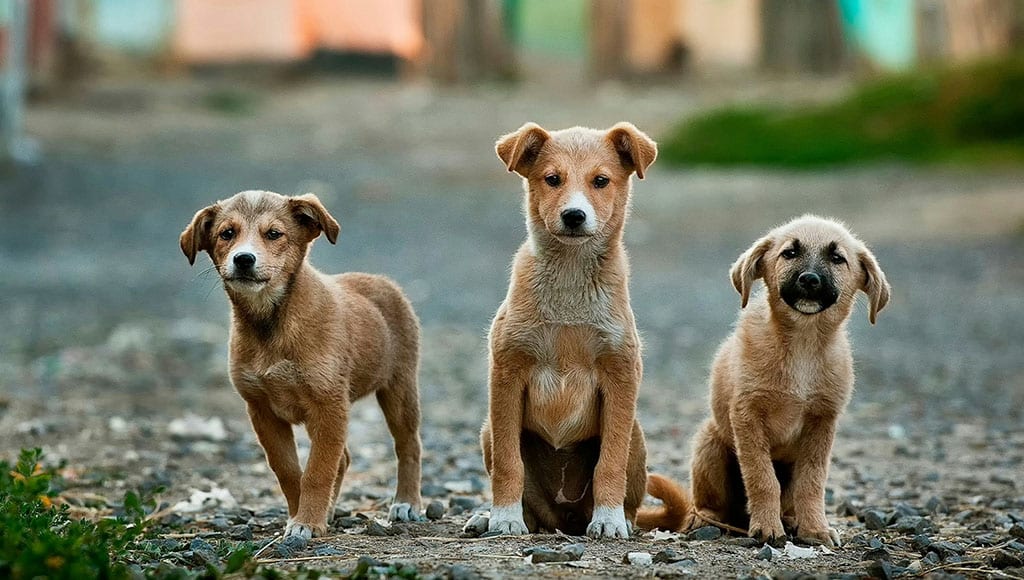 Pet Corner|APAA - Pots of Joy