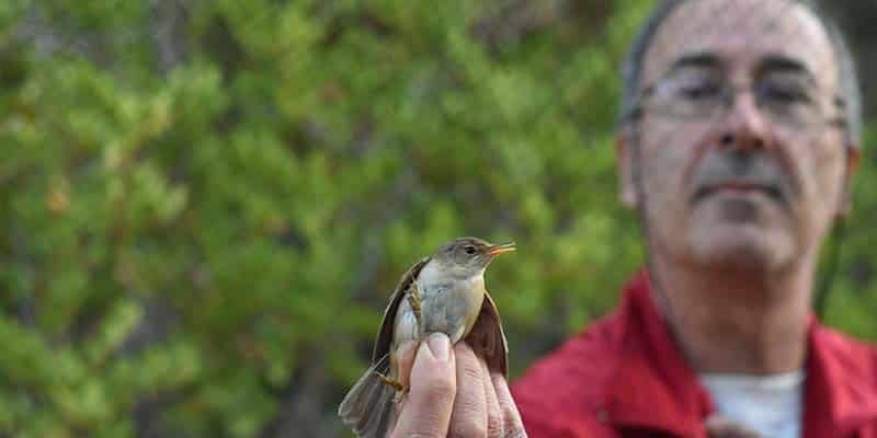 “Each bird tells a story”: Bird lover explains importance of ringing