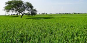 Rice growers forced to sell produce for less than it costs them