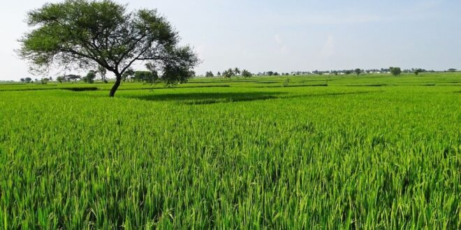 Rice growers forced to sell produce for less than it costs them