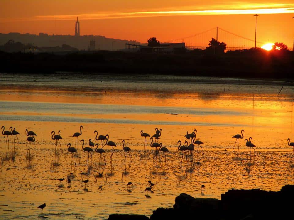 A little slice of paradise that would be lost if Montijo Air Force base was turned into a busy passenger terminal