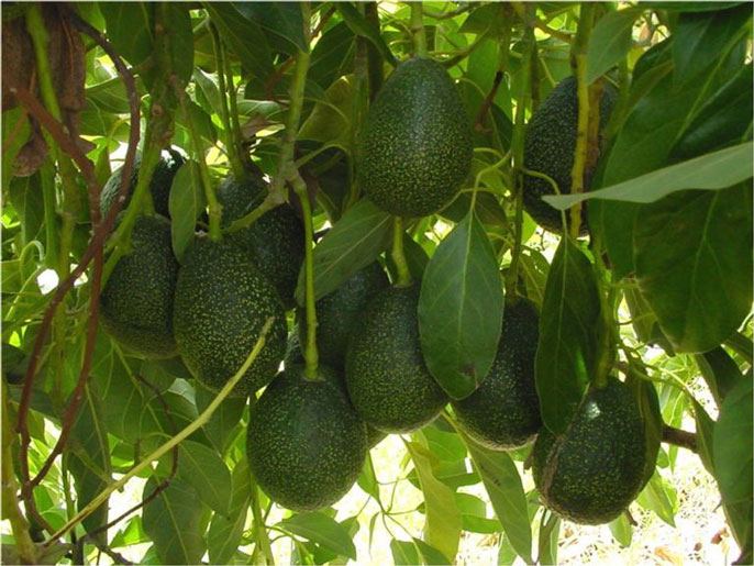 avocados-uc-riverside-new.jpg