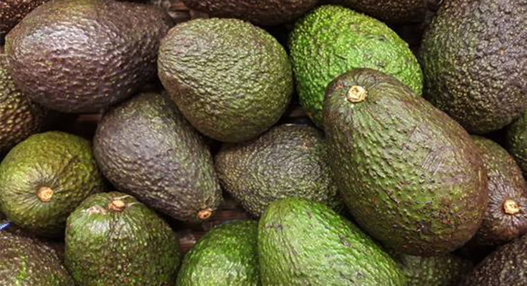 Woman arrested after being caught stealing over a tonne of avocados in Algoz