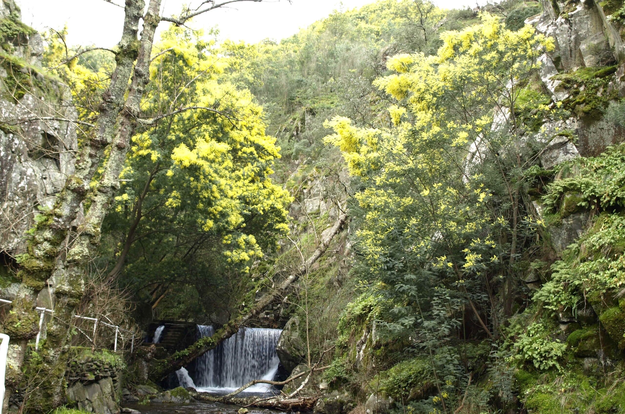 Invasive mimosas “threaten river ecosystems”