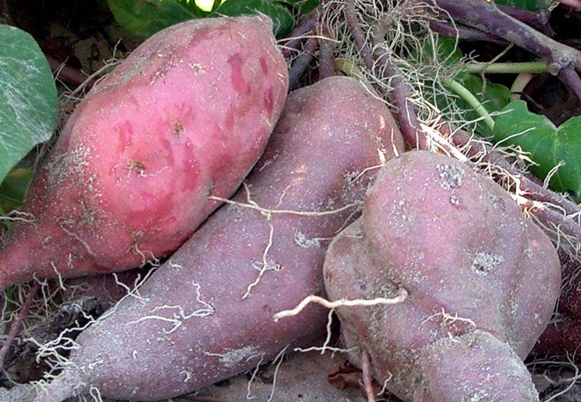 Sweet Potato Festival returns to Aljezur