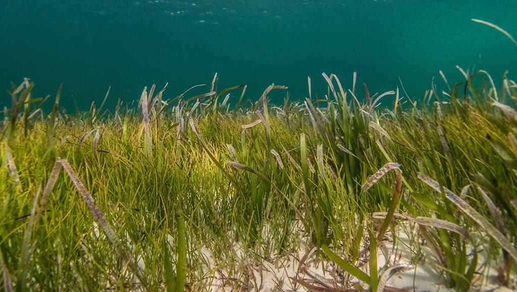 Seagrass