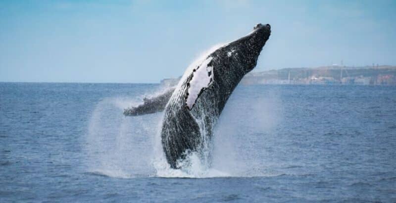 big-whales-azores