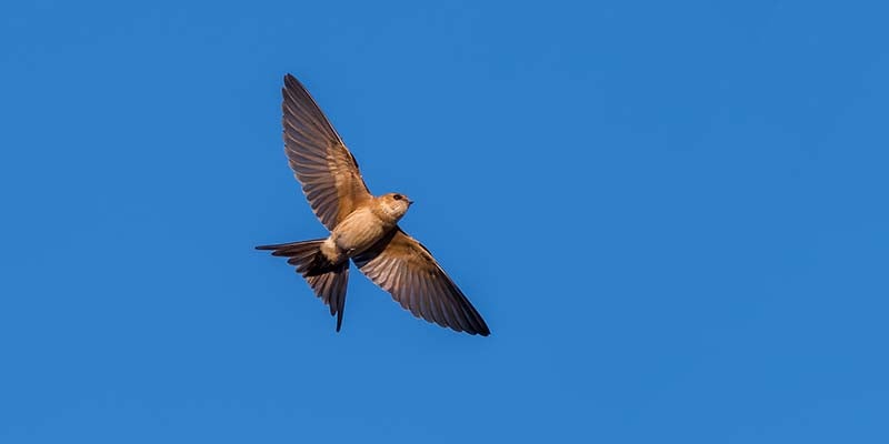 Male (right) and female (left) European bee-eaters|Male (in flight) and female golden orioles|Male nightingale singing|European roller