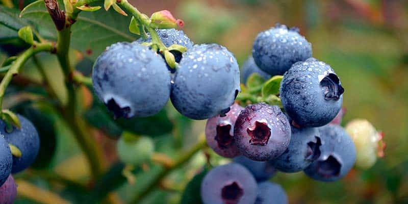Blueberry production investment