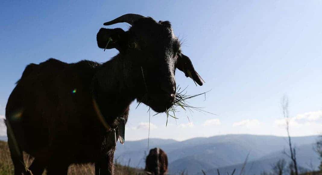 Large animal slaughters 17 goats in Viana do Castelo