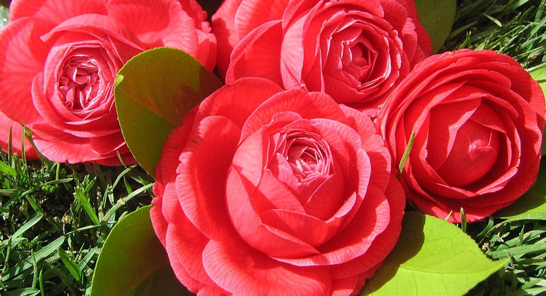Stunning camellias to take centre stage in Monchique