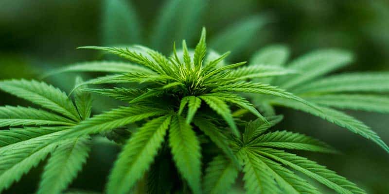 Cannabis-based treatment backed by Portuguese State