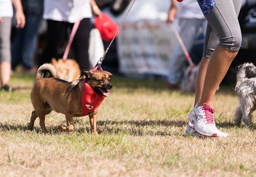 VRSA to host ‘Cãominhada’ dog walks