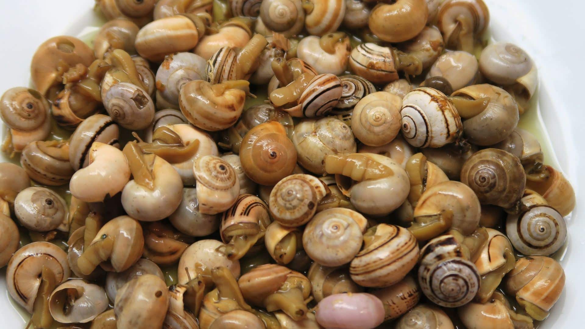 caracois.jpg