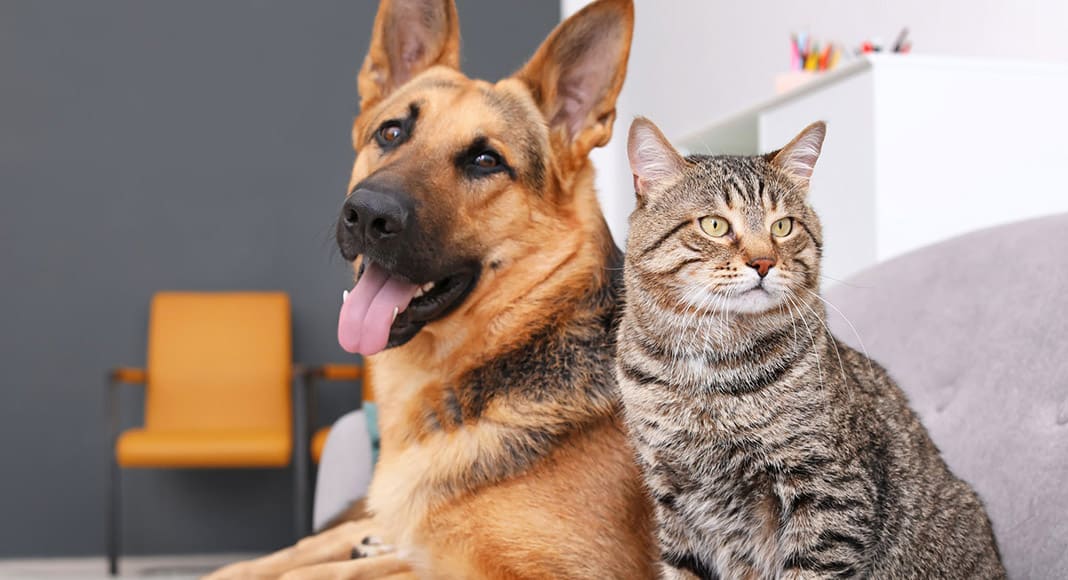 Pet insurance market in Portugal ‘growing rapidly’
