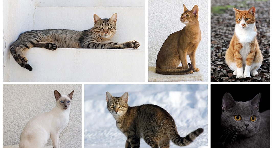 Fishy business – choosing a pet