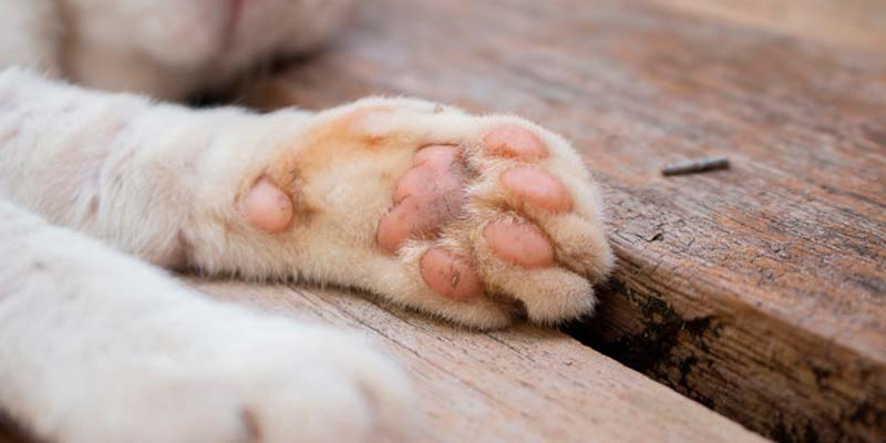 Cat ‘horror’ in Sintra: scores of cats left to starve in cages