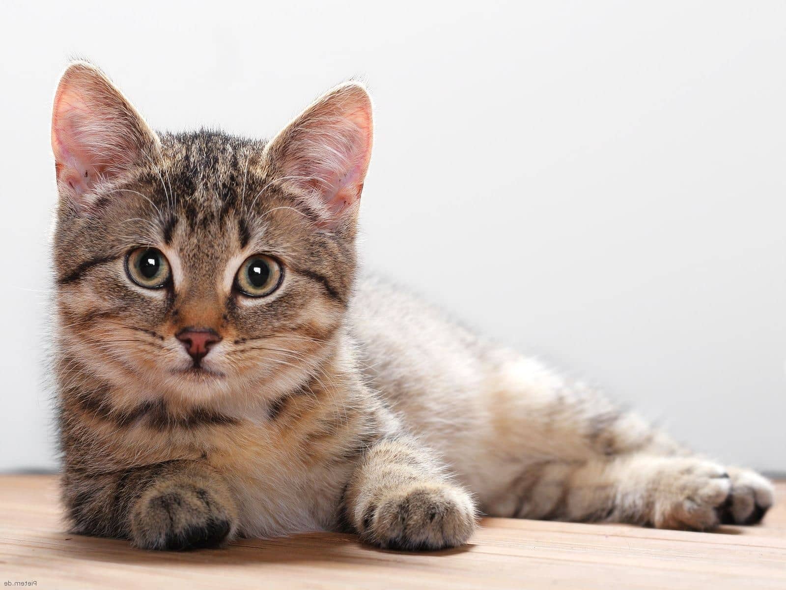 Cat ‘horror’ in Sintra: scores of cats left to starve in cages