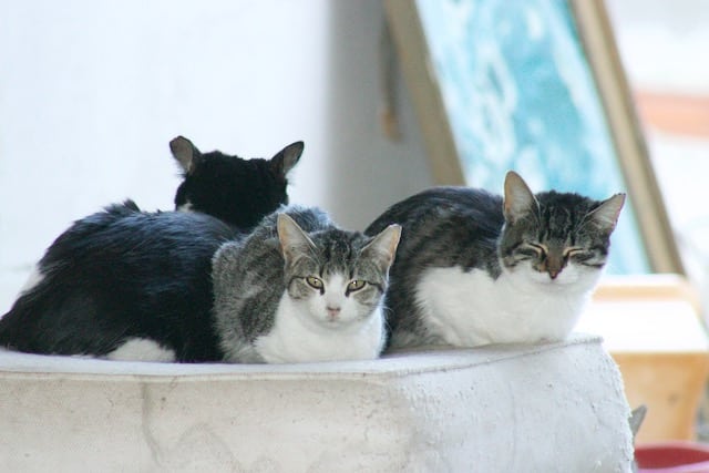 Mass animal sterilisation programme underway in Algarve|One of the tabby Alte cats which we helped with Catch, Neuter and Return|A CNR cat in a colony near Benafim
