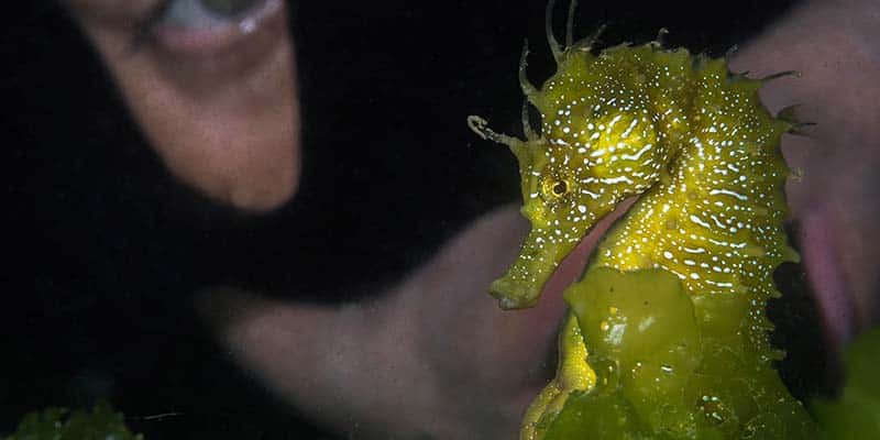 Seahorse ‘havens’ in Ria Formosa see boats temporarily ‘outlawed’