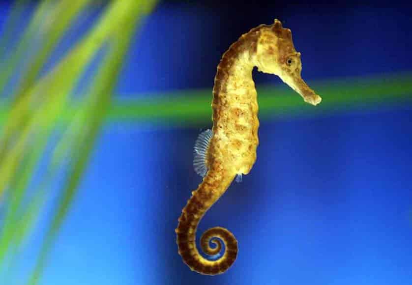 seahorse