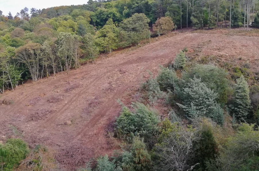 Prosecutor shelves case of logging on disputed land in central region