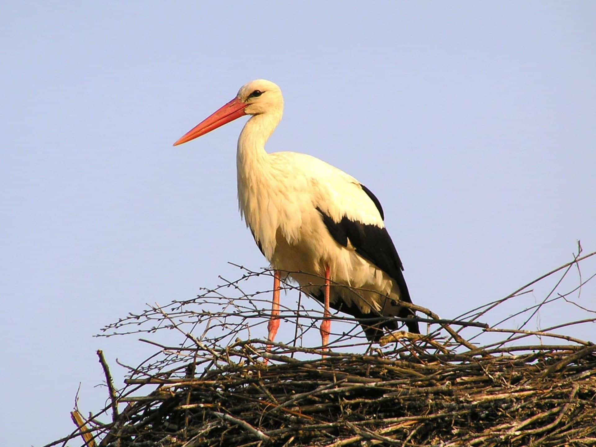 cegonha-ninho.jpg