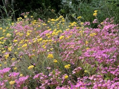 centaurium-and-helichrysum_0.jpg
