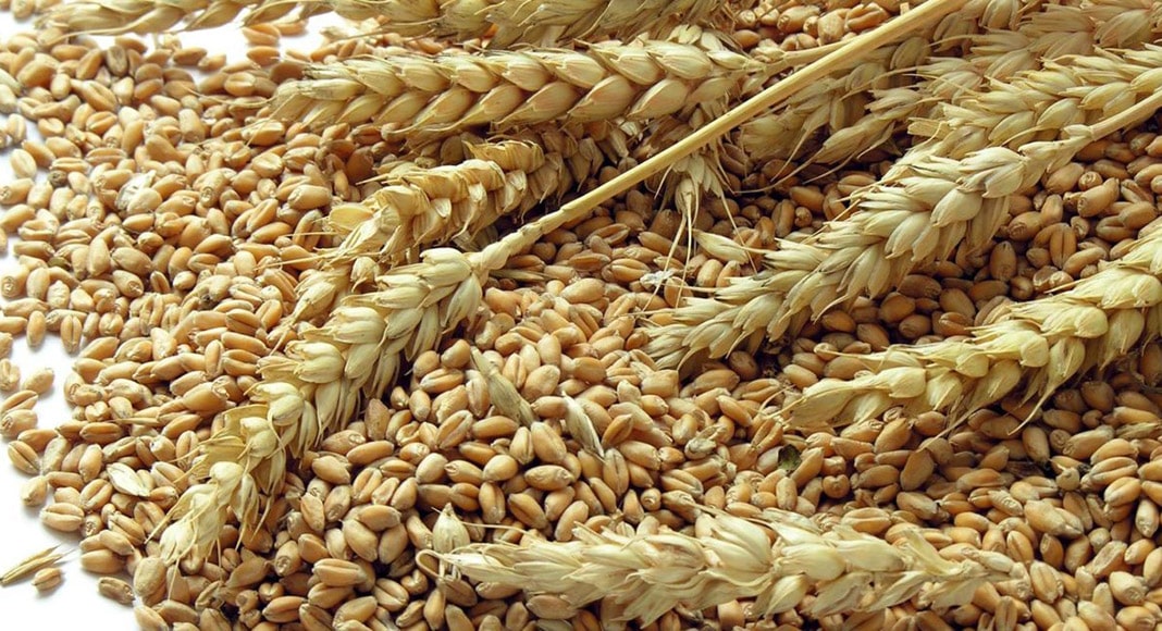 Portugal plans to double cereal production