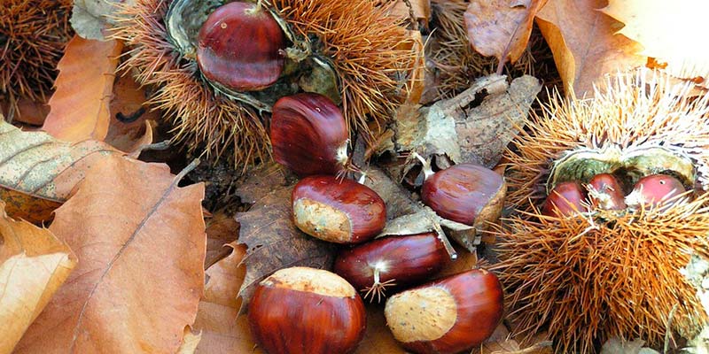 2019 sees “special evidence” in Portugal of devastating chestnut fungus