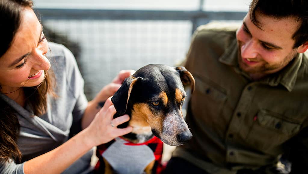 Pet Corner - Whose dog is it anyway?chewy-unsplash|Jenny's Lovely Array