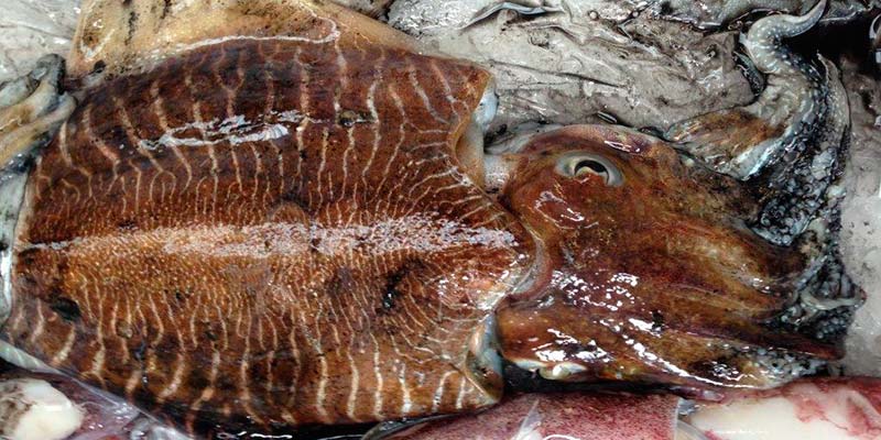 ‘Festas do Pescador’ bring delicious seafood and live music to Albufeira