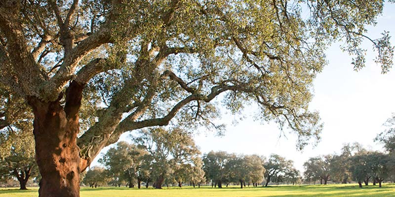 |EDP under investigation for destruction of protected cork oaks in Loulé