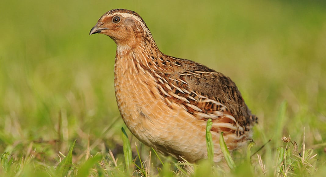 Common quail named “Bird of the Year 2020” in Portugal and Spain