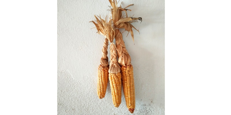 New gastronomy festival shines spotlight on “forgotten food”