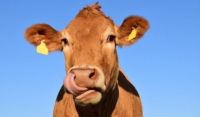 cow