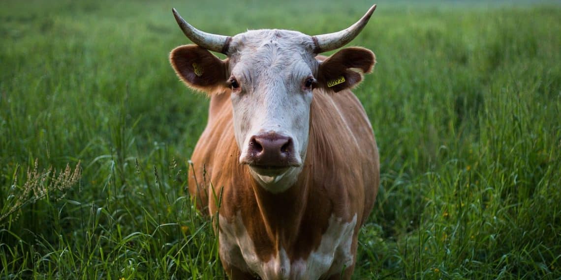 Anyone who knows the Azores will think how unexpected it is to hear that cattle are already being fed on hay and sileage as there is not enough pasture to go round