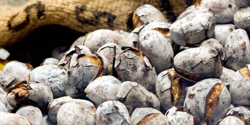 November brings roasted chestnuts, light art and “forgotten food”