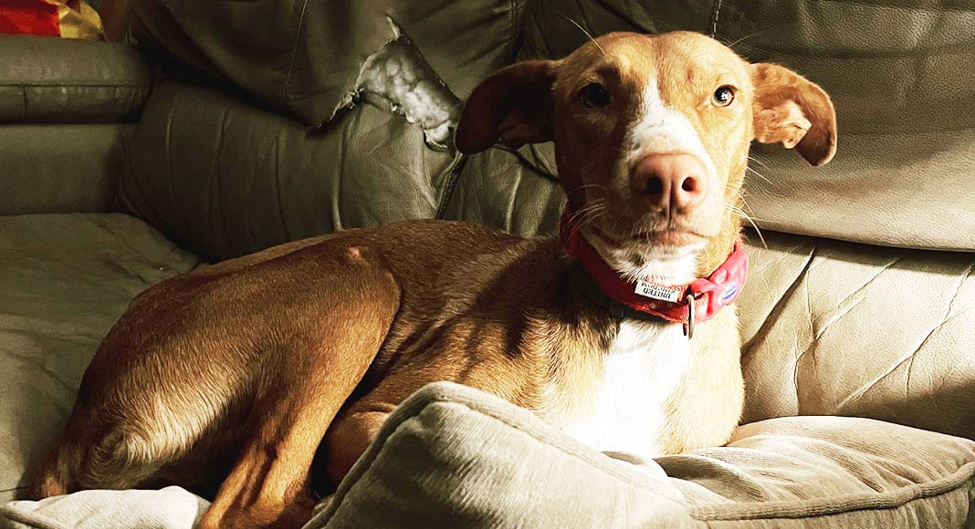 Moncarapacho hosts first art and craft market in aid of dog charity