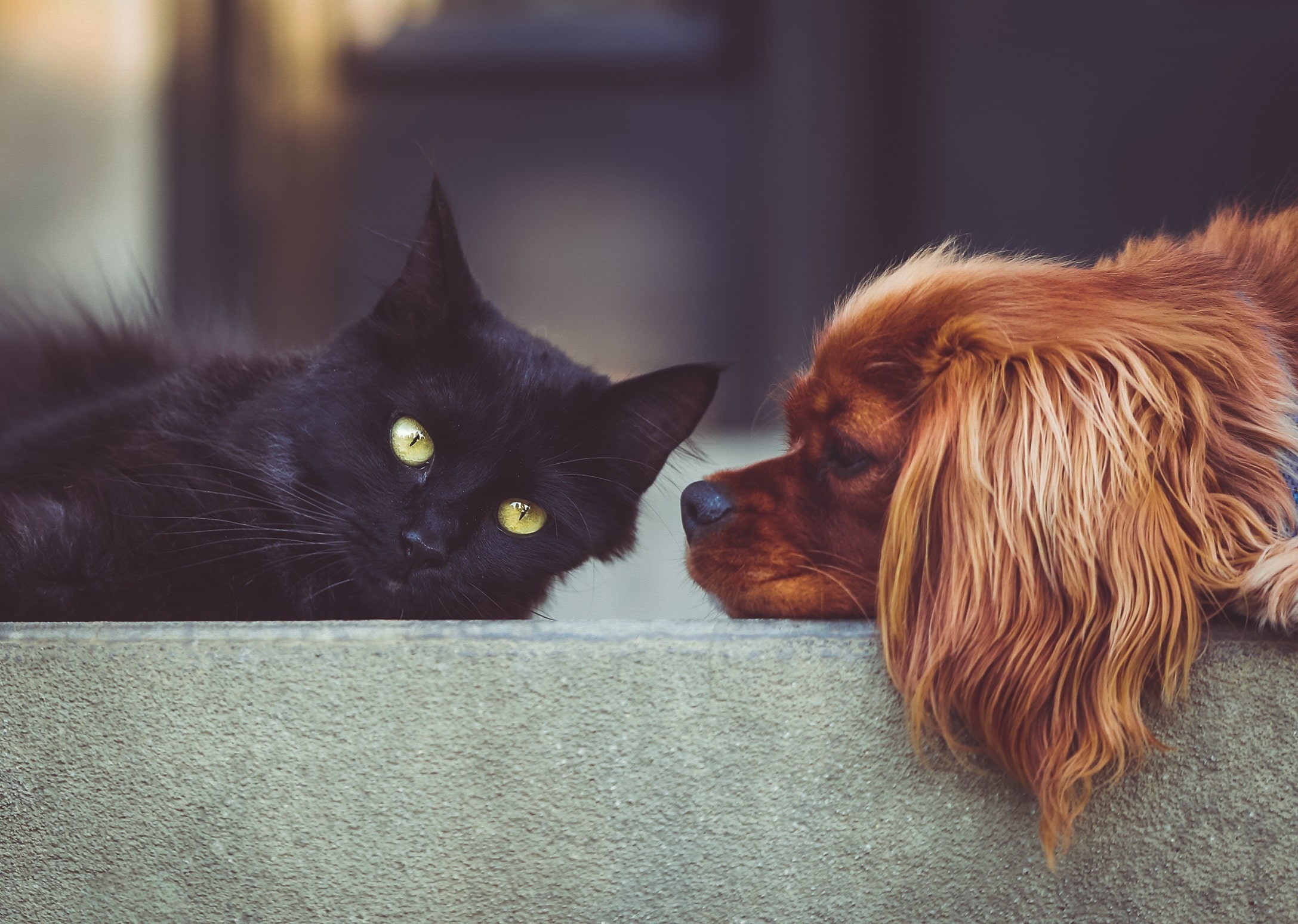 Animal Week