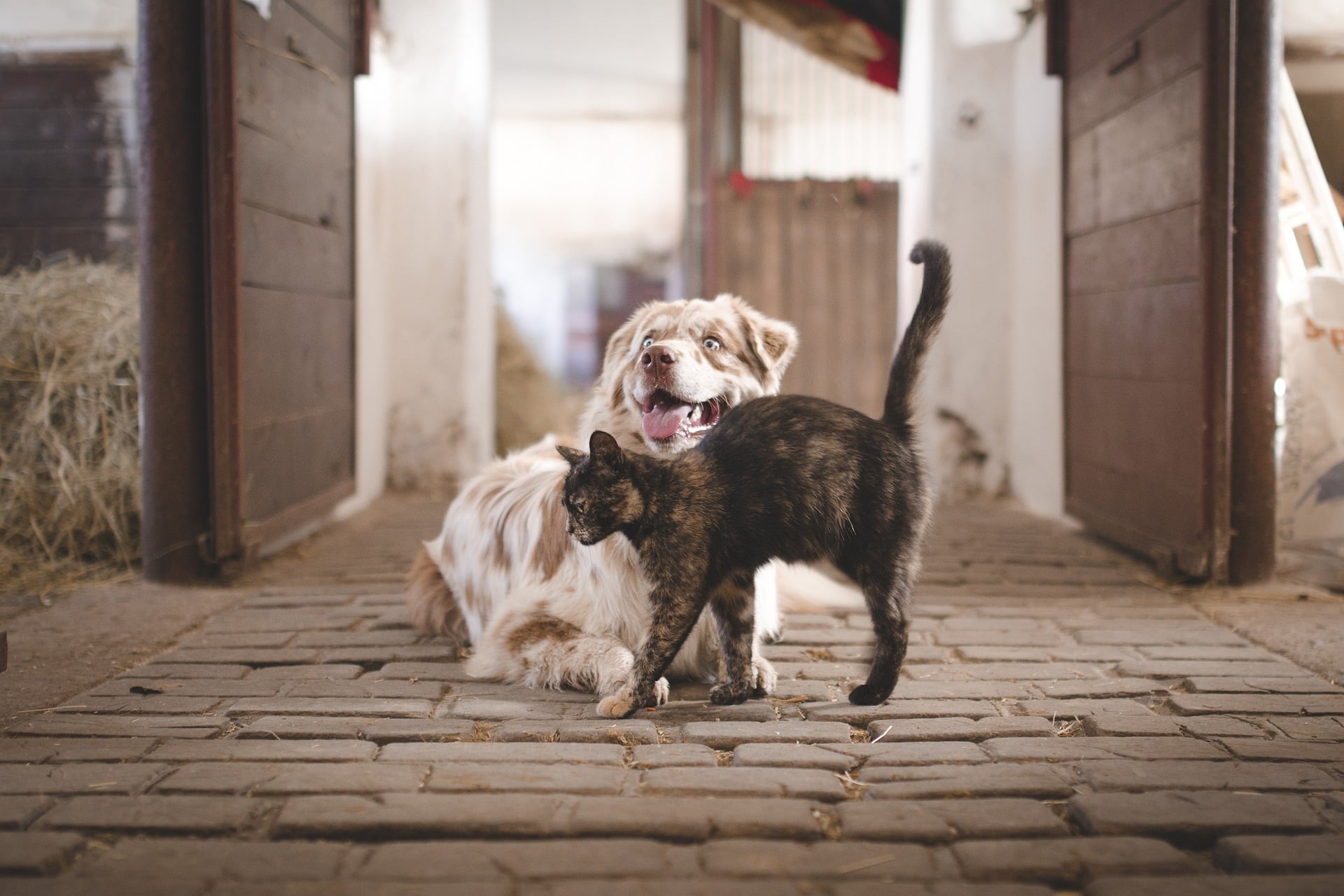 dog and cat in a barn