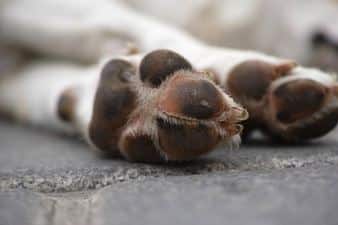dog-feet-in-the-street_1122-391.jpg