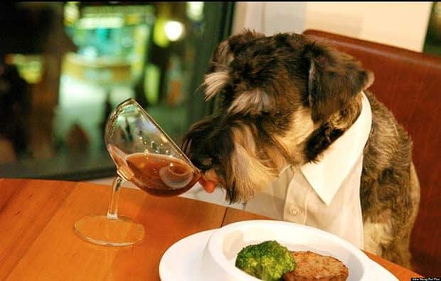 dog-food.jpg