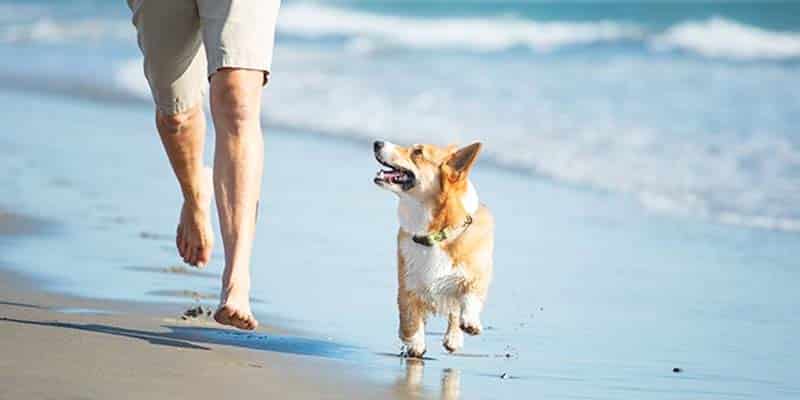 PAN continues to fight for pet-friendly beaches in Algarve