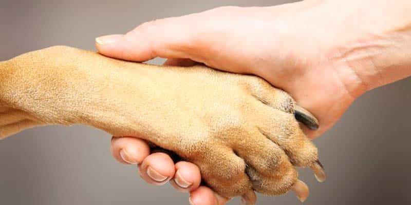 Faro Council to finally build kennel for stray animals